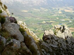 Esterhuysenia drepanophylla growing in inaccessible places